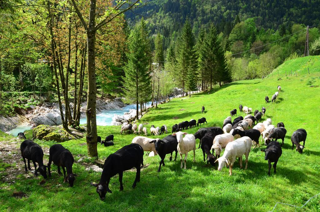 Bovec Home At Three Samoyeds Soča Eksteriør billede