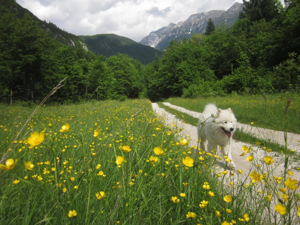 Bovec Home At Three Samoyeds Soča Eksteriør billede